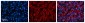 USE1 antibody - middle region